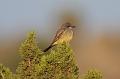 Cassin's Kingbird FtDavis Aug08 094